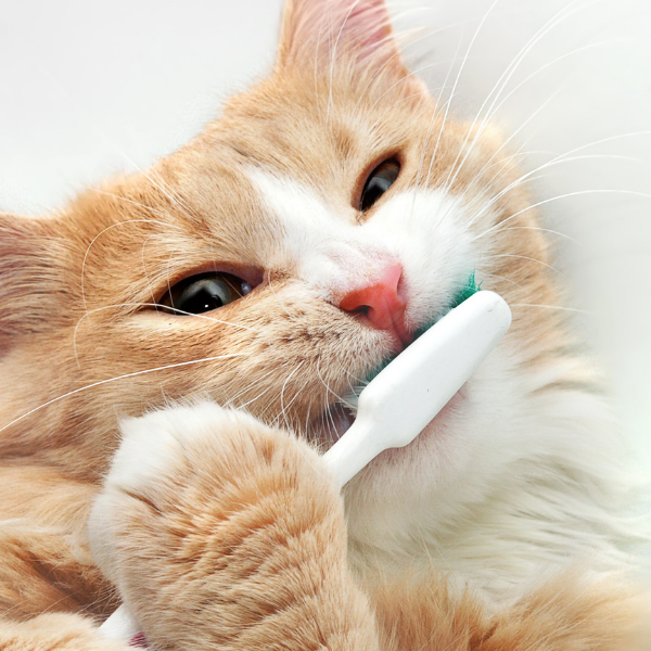 Dental Care Tips for Your Pet