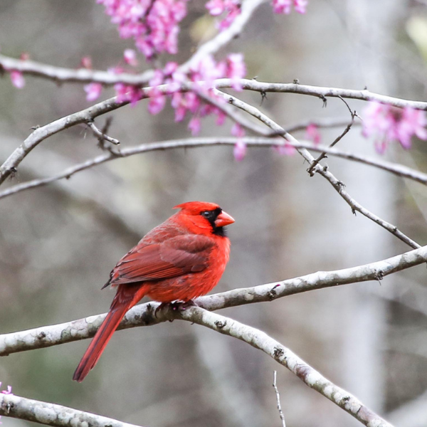 Spring Bird Feeding Tips