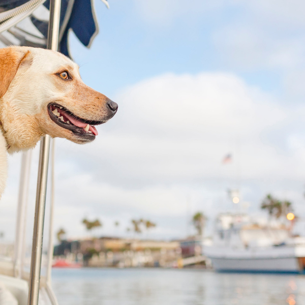 Boating With Dogs