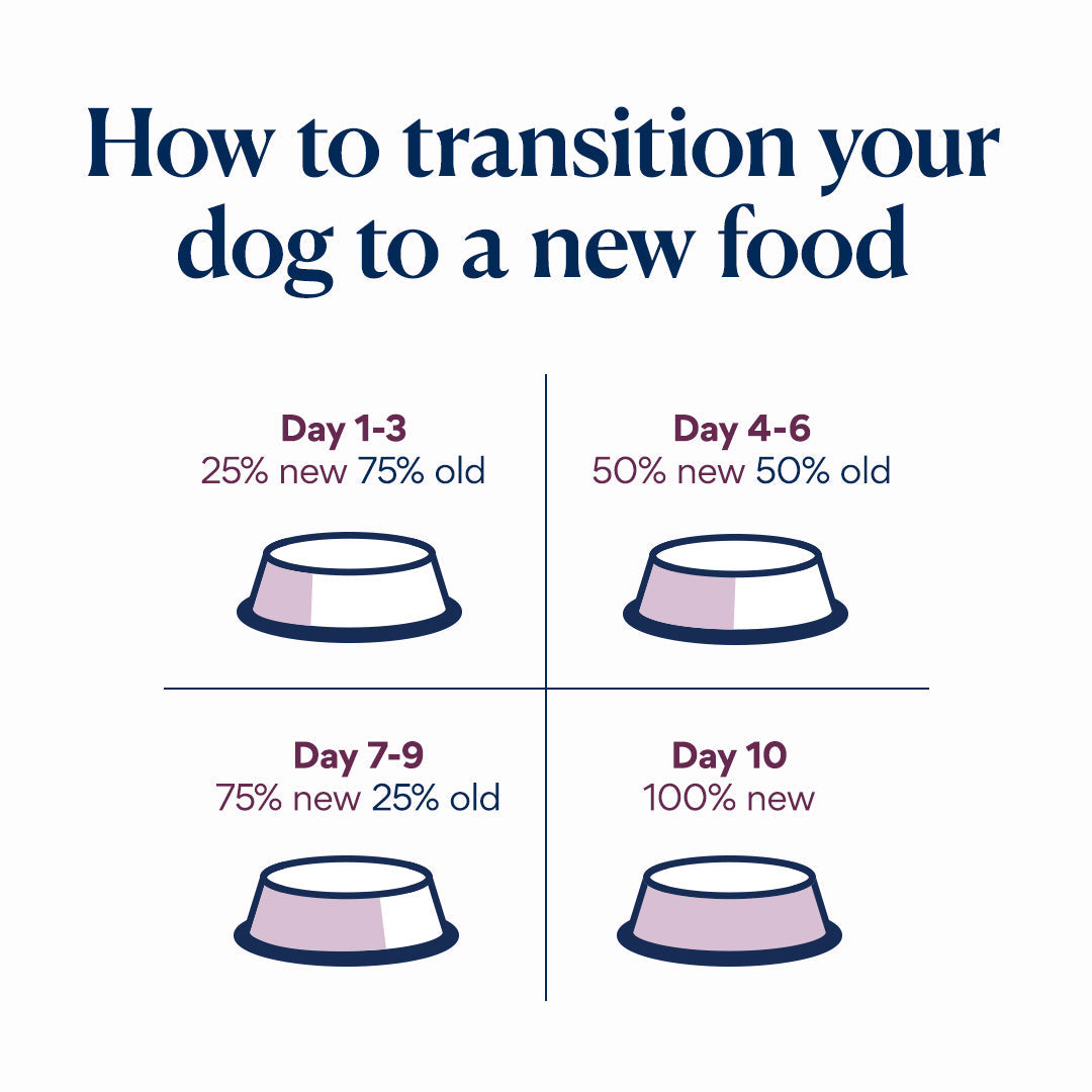 How to transition your dog to a new food step by step