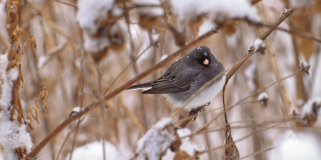 Getting Wild Birds Ready for Winter