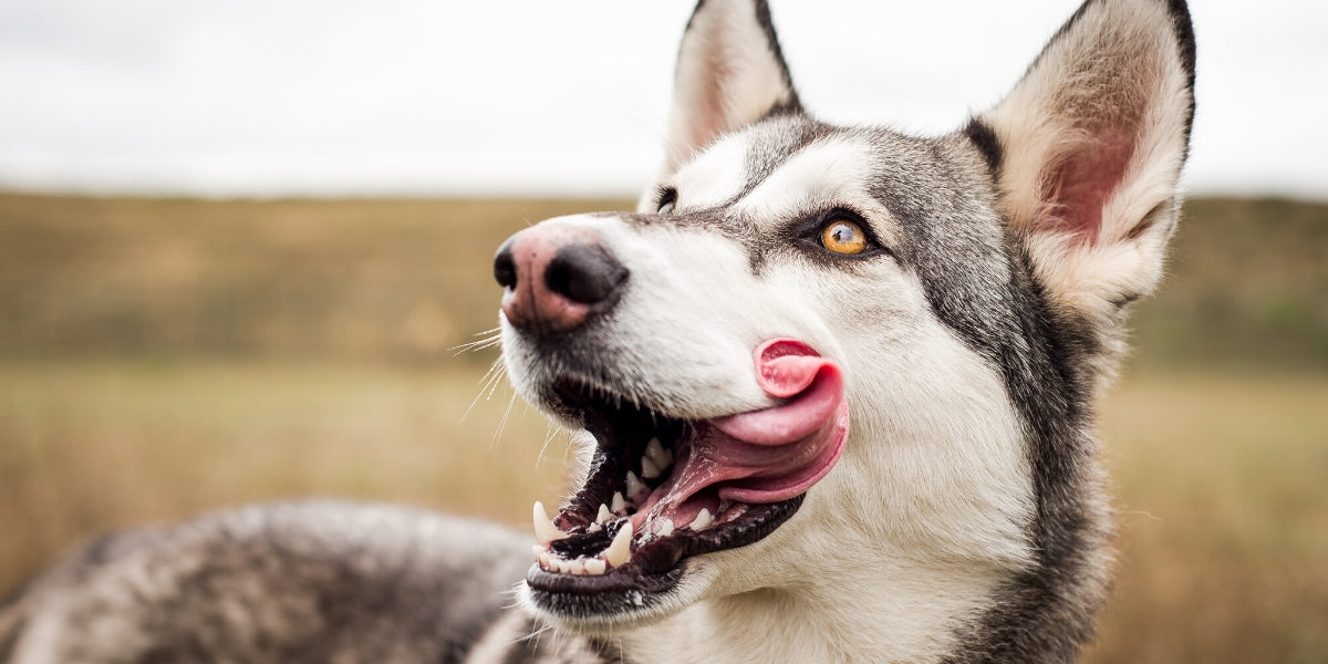 Reasons Your Dog Licks Excessively – And What to Do About It — Agri ...