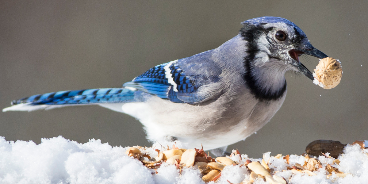 Wild Bird Diets in Winter