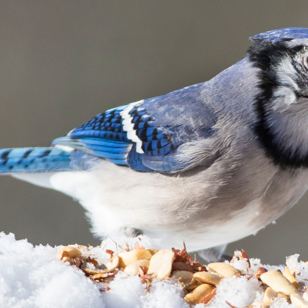 Wild Bird Diets in Winter
