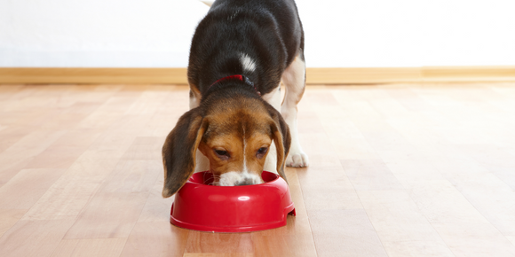 Is Your Puppy Ready for Adult Dog Food?