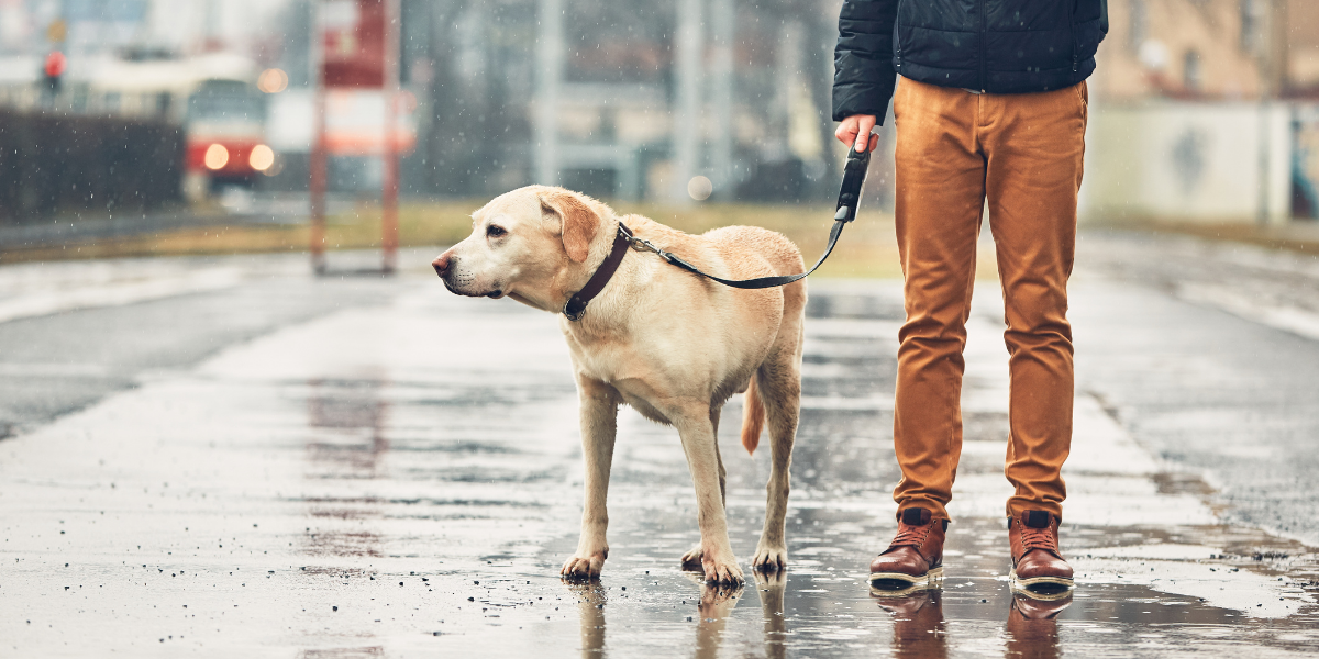 Pet Care During a Weather Emergency