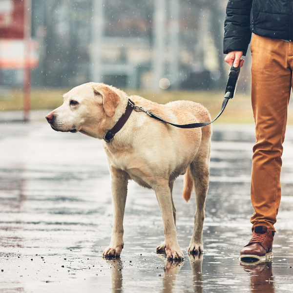 Pet Care During a Weather Emergency