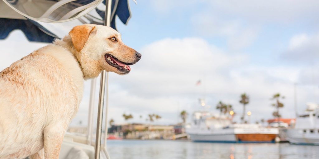 Boating With Dogs