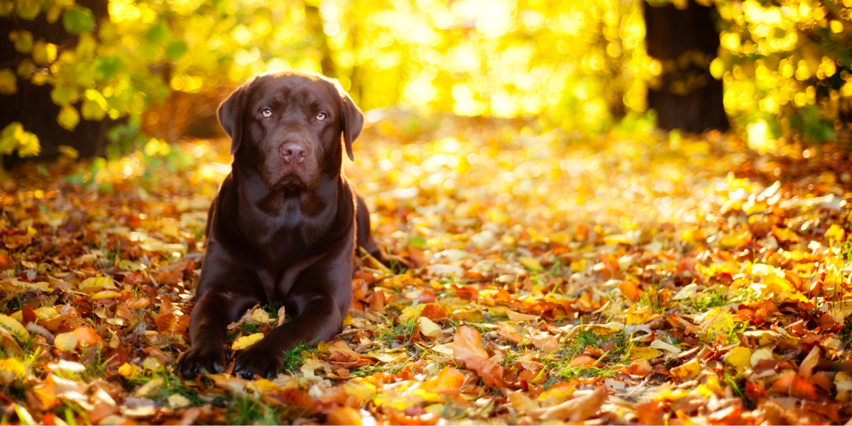 Fall Pet Safety Tips