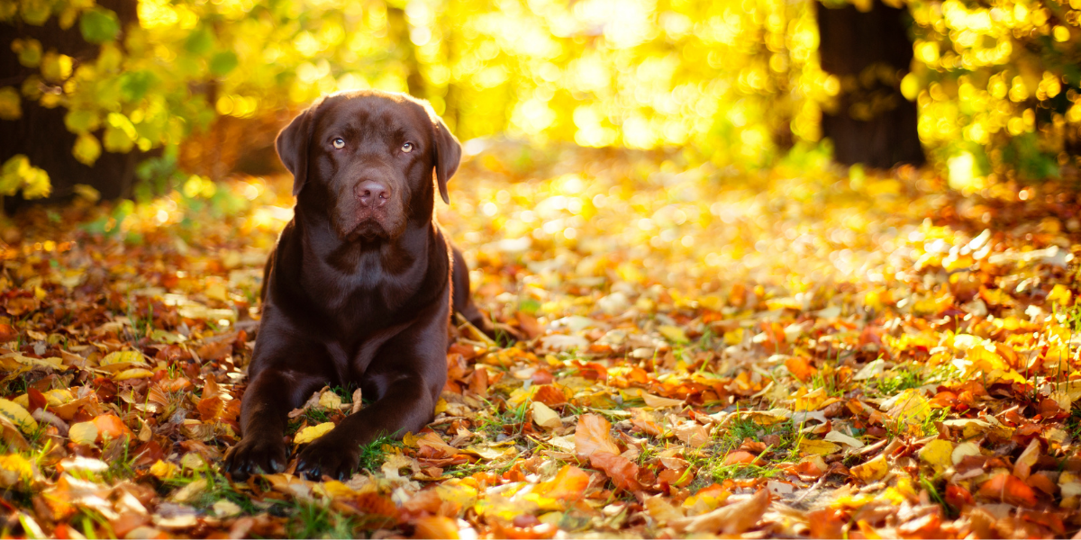 pet safety and arrowroot plant a guide for pet owners