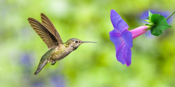 All About Hummingbirds