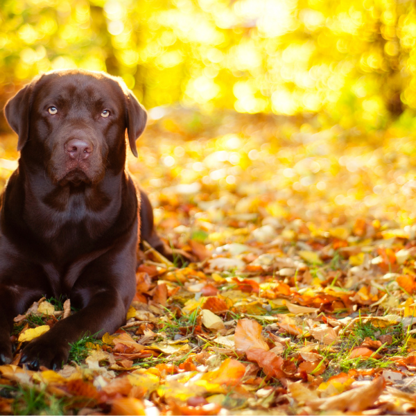 Fall Pet Safety Tips
