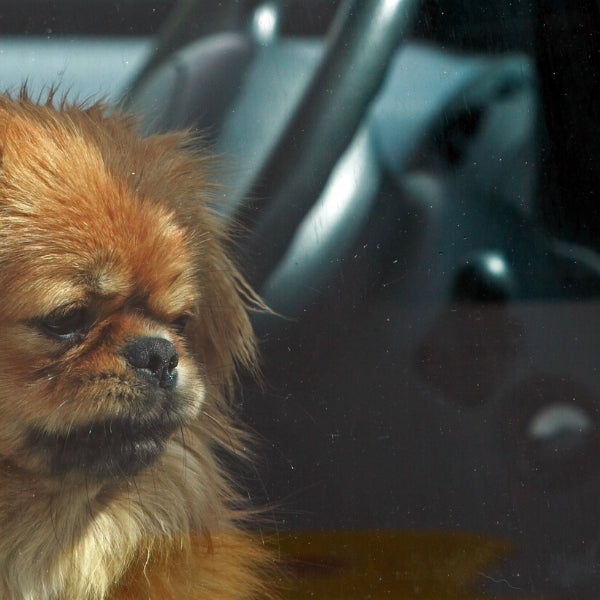Why It's Important Not to Leave Your Pets in the Car During Hot Summer Months