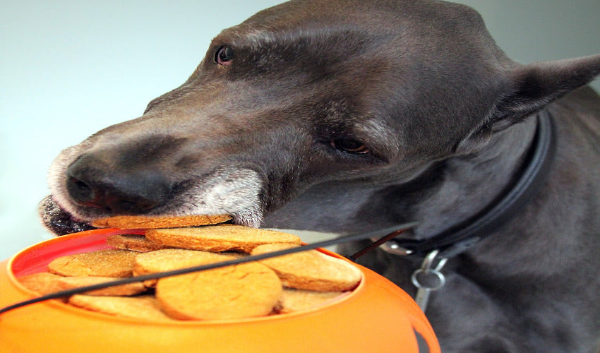 Benefits Of Pumpkin In Your Dogs Treats And Foods