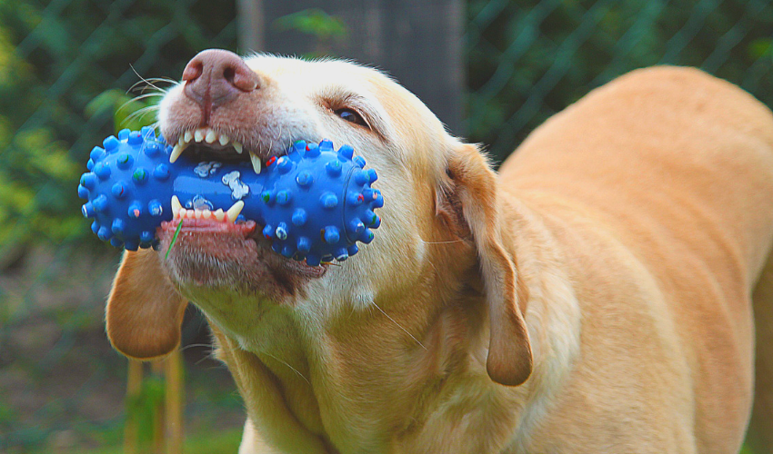 Fun, Cognitive Training Games for Dogs