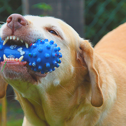 Fun, Cognitive Training Games for Dogs