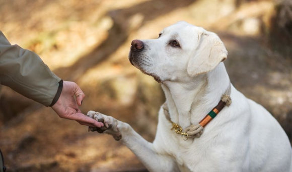 How to Greet a Dog