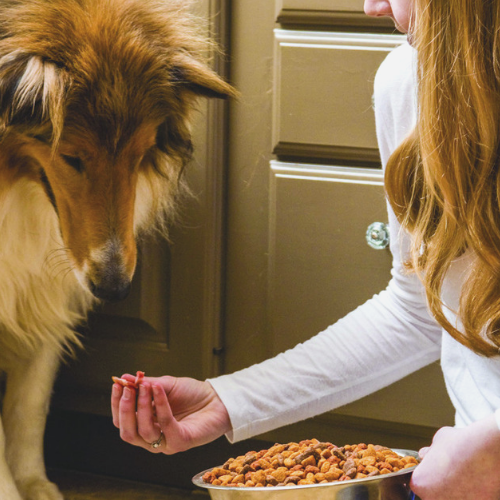 Is Your Puppy Ready for Adult Dog Food?