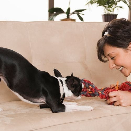 Entertaining Pets While Social Distancing