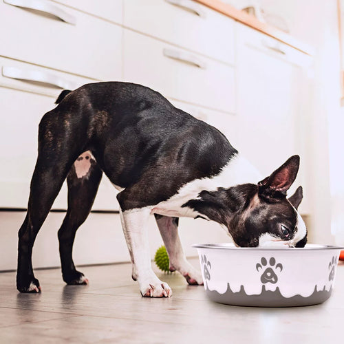 Maslow Design Series Non-Skid Paw Design Dog Bowl - Small 13oz