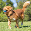 Chuckit! EcoFetch Recycled Rubber Fetch Ball - Medium