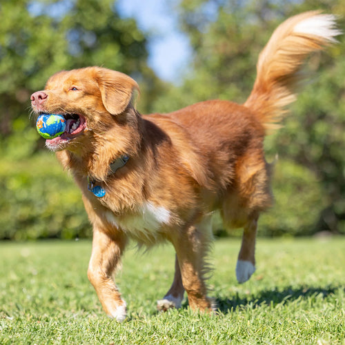 Chuckit! EcoFetch Recycled Rubber Fetch Ball - Medium