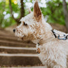 TICKLESS® ECOPet chemical-free Tick and Flea Repellent