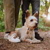 TICKLESS® ECOPet chemical-free Tick and Flea Repellent