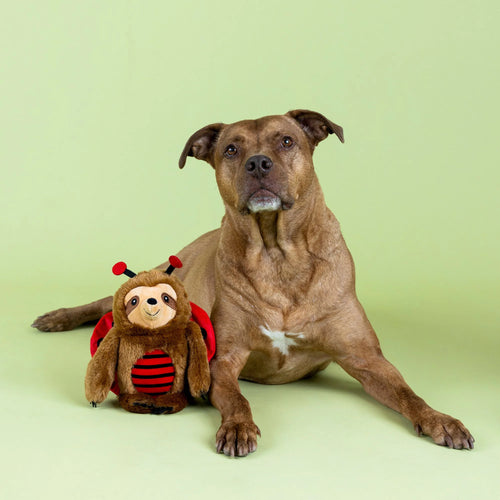 Little Ladybug Sloth Plush Dog Toy