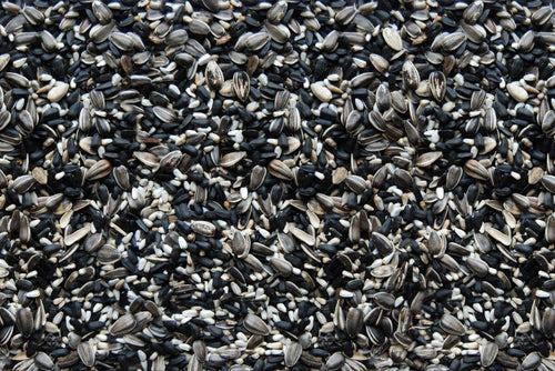 Song of America® Cardinal Candy® Wild Bird Seed Mix - 5lb