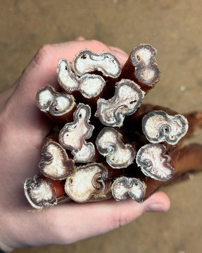 No Odor Euro Bully Stick - 12 Each