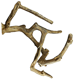 Medium Java Wood Multi Branch Perch