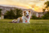 TICKLESS® Pet Chemical Free Tick and Flea Device