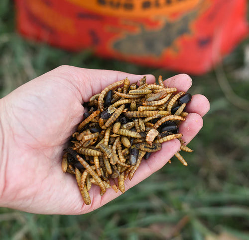 Happy Hen Bug Bonanza™ - 30oz