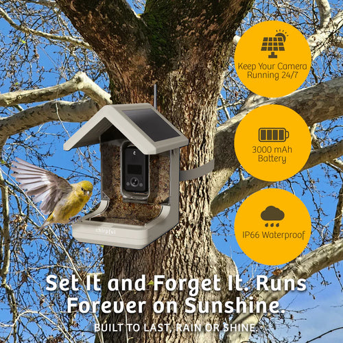 Chirpful Smart Bird Feeder - 4k Camera | Solar-Powered | AI-Driven