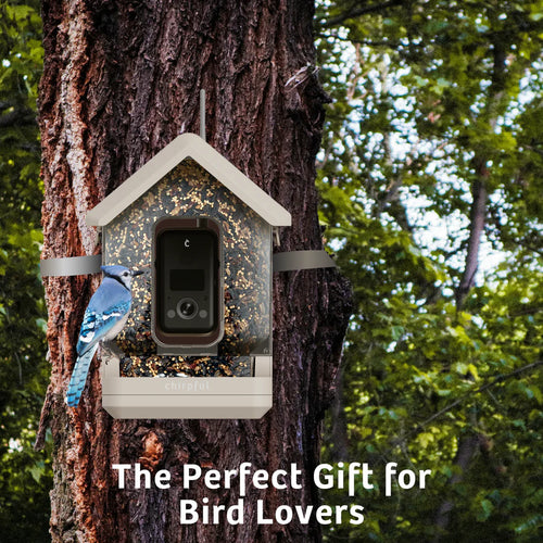 Chirpful Smart Bird Feeder - 4k Camera | Solar-Powered | AI-Driven