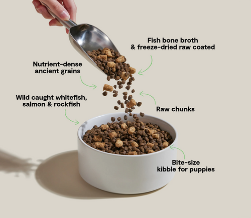 Open Farm RawMix Ancient Grains Puppy Kibble - 20lb