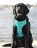 BAYDOG CHESAPEAKE BAY DOG HARNESS -SEA FOAM X-LARGE