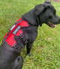 BAYDOG SERVICE DOG HARNESS - X-LARGE