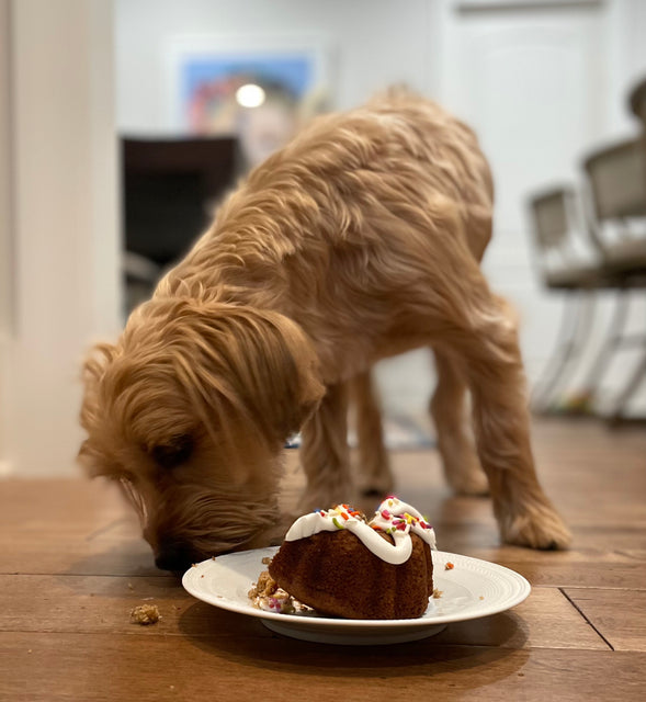 Dog Eating Birthday Bundt Cake.