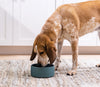 Open Farm Harvest Chicken Hearty Stew Wet Dog Food - 12.5oz