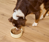 Open Farm Wild-Caught Pollock & Salmon Skin & Coat Health Pâté for Dogs - 12.5oz