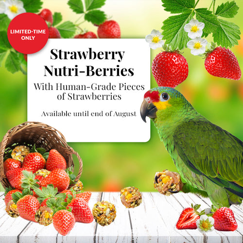 Lafeber LIMITED EDITION Strawberry Nutri-Berries for Parrots - 10oz