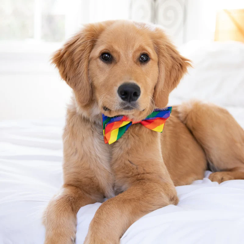 DOG BOW TIE EQUALITY - LARGE