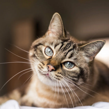 Cat Food and SuppliesImage of a Cat with tilted head