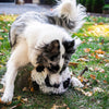 HuggleFleece® Soccer Ball – Limited Edition 2026 World Cup Dog Toy