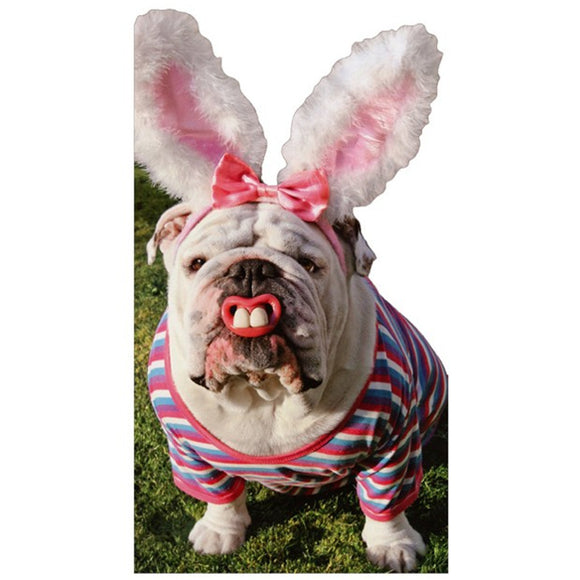 Bulldog With Bunny Teeth Little Big Funny Humorous Die Cut Dog Easter Card