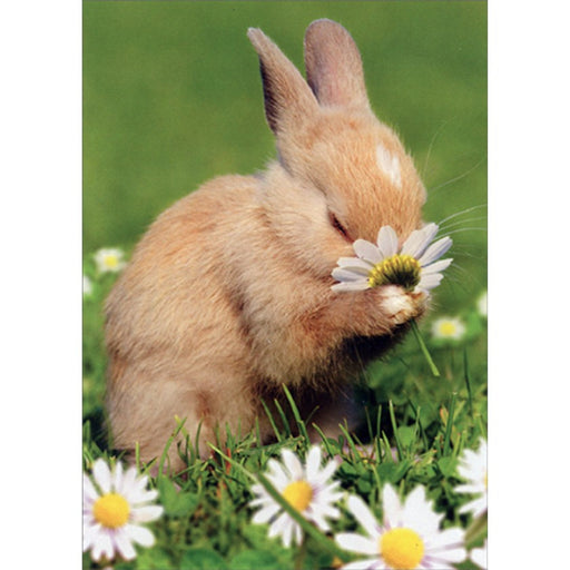 Bunny Rabbit Smelling Flower Cute Easter Card