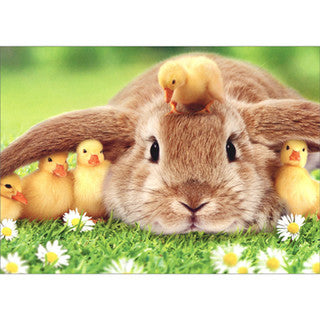 Bunny With Ducklings Under Ears in Field of Daisies Cute Animal Easter Card