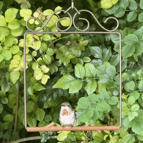Original Series Hummingbird Swing - Brozne